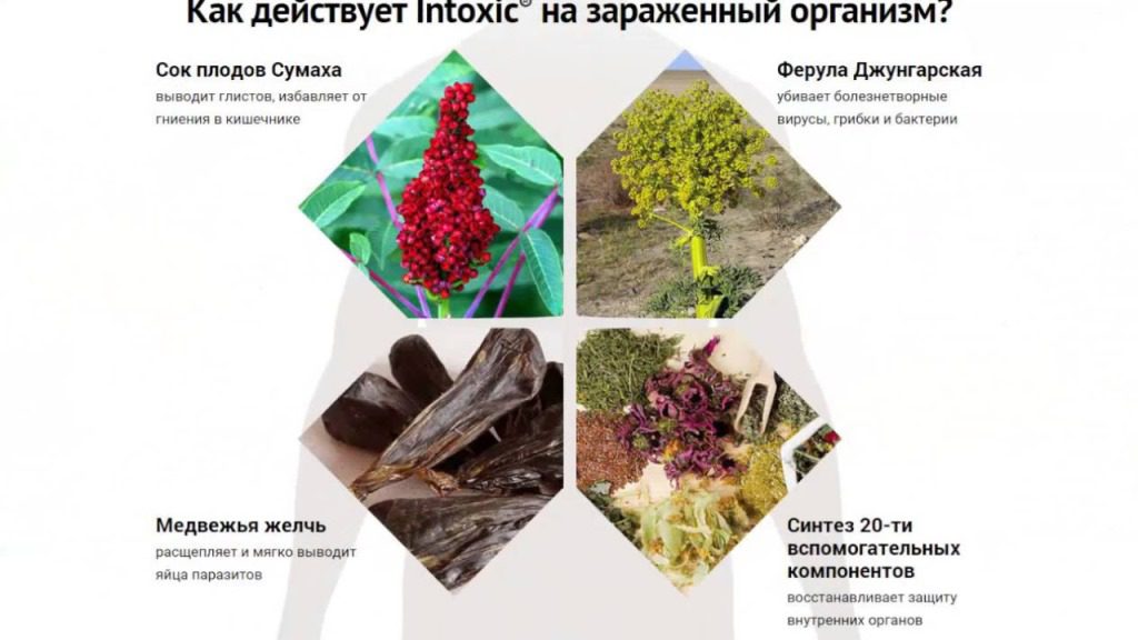 Производитель оригинального сертифицированного препарата гарантирует, что все растения, из которых добывают целебные вытяжки, входящие в состав средства, произрастают только в экологически чистых районах планеты