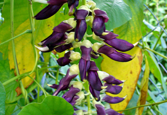 Растение широко известно под названием «бархатные бобы»