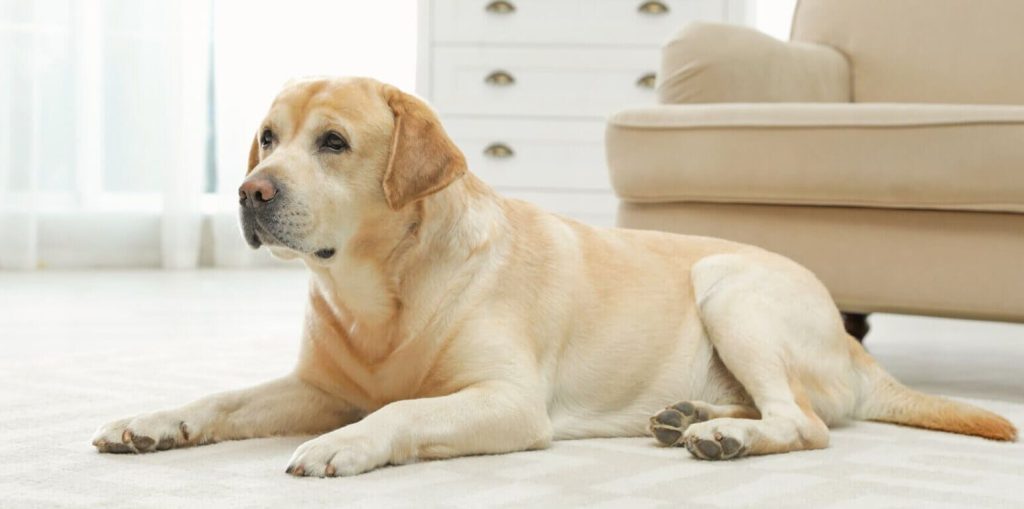 Лучшие породы собак: топ рейтинг домашних питомцев